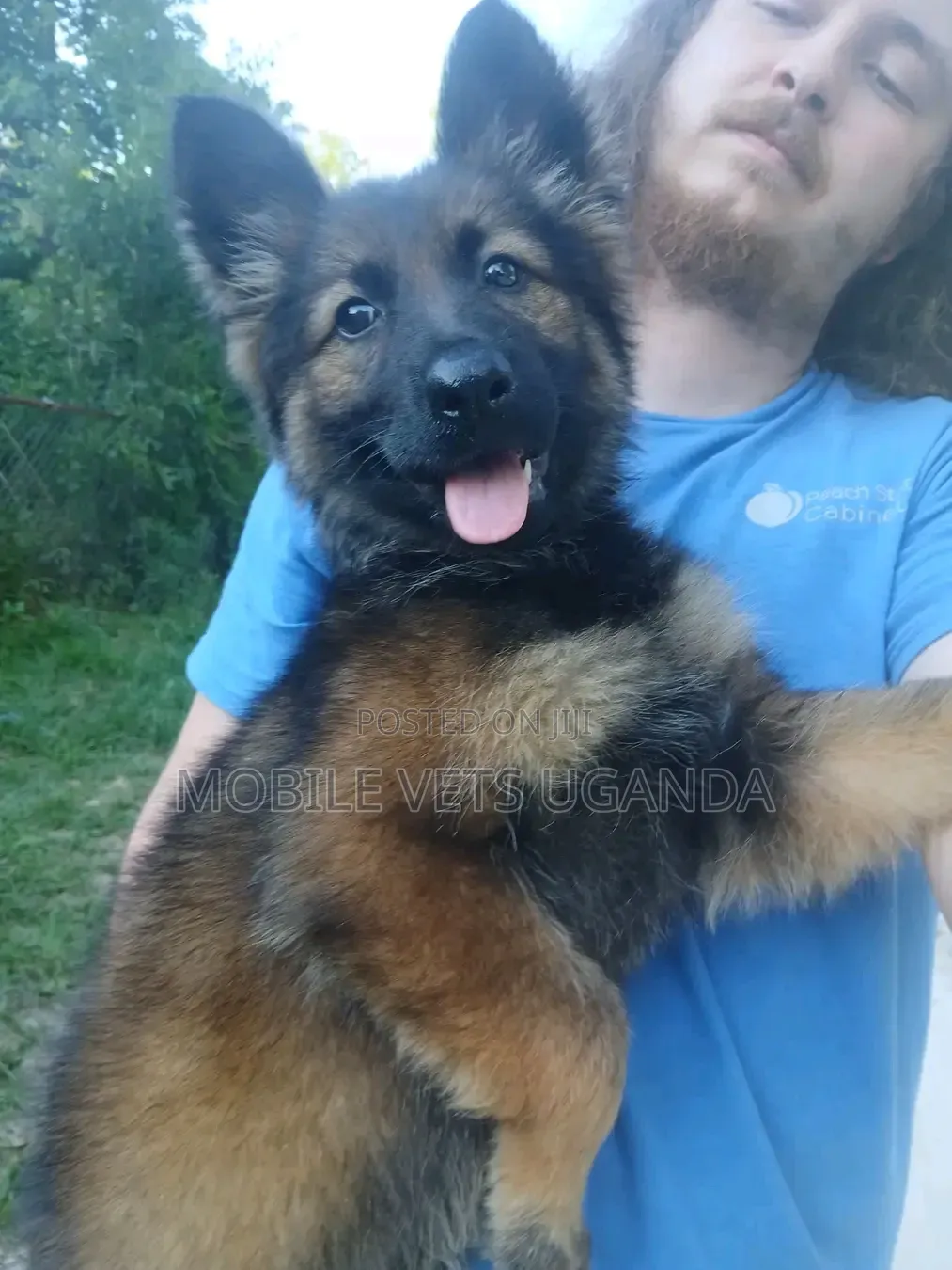 1-3 months Male Purebred German Shepherd