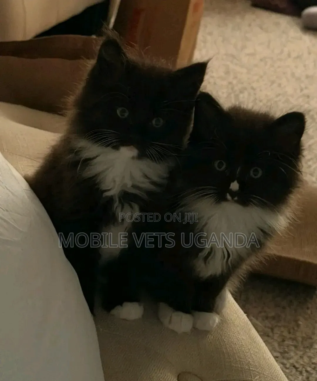 1-3 months Female Purebred Bombay