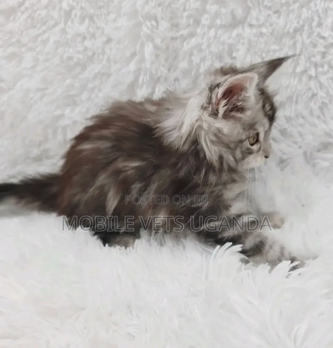 3-6 months Male Purebred American Bobtail
