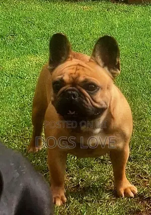 3-6 months Female Purebred Bulldog