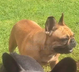 3-6 months Female Purebred Bulldog