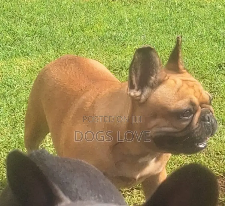 3-6 months Female Purebred Bulldog