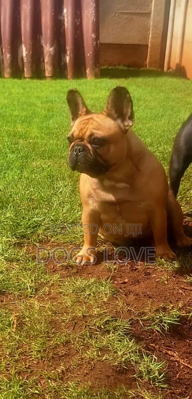 3-6 months Female Purebred Bulldog