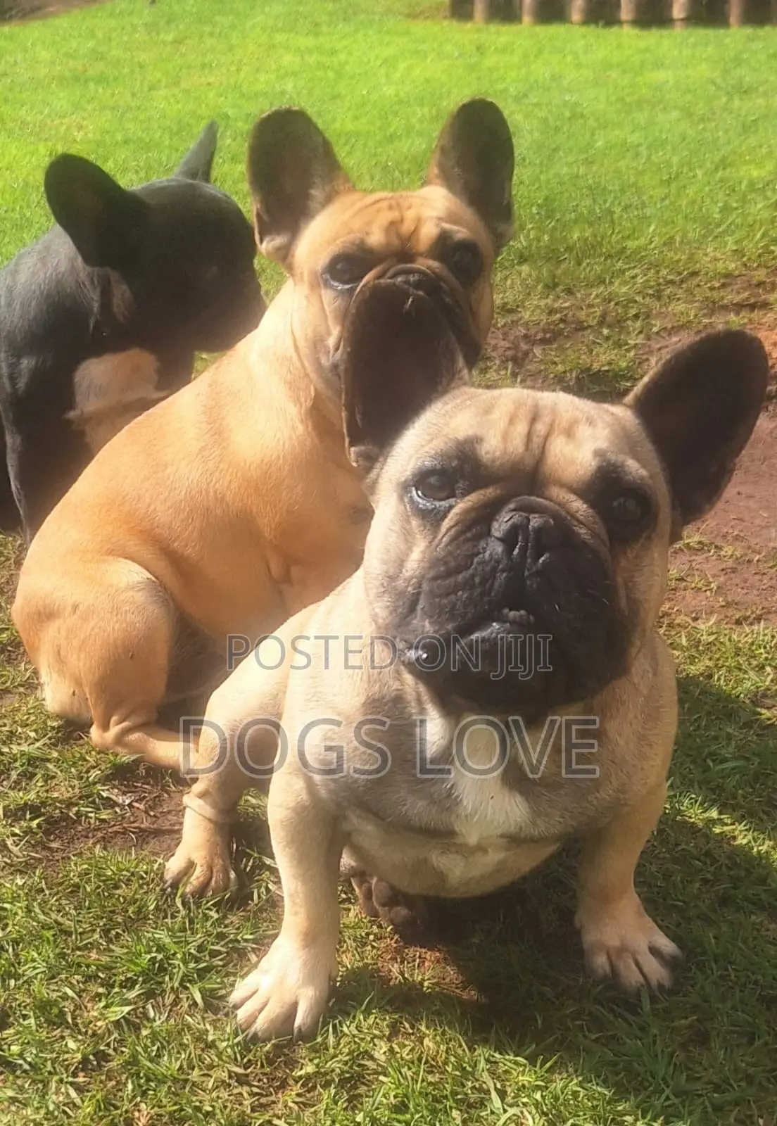 3-6 months Male Purebred French Bulldog