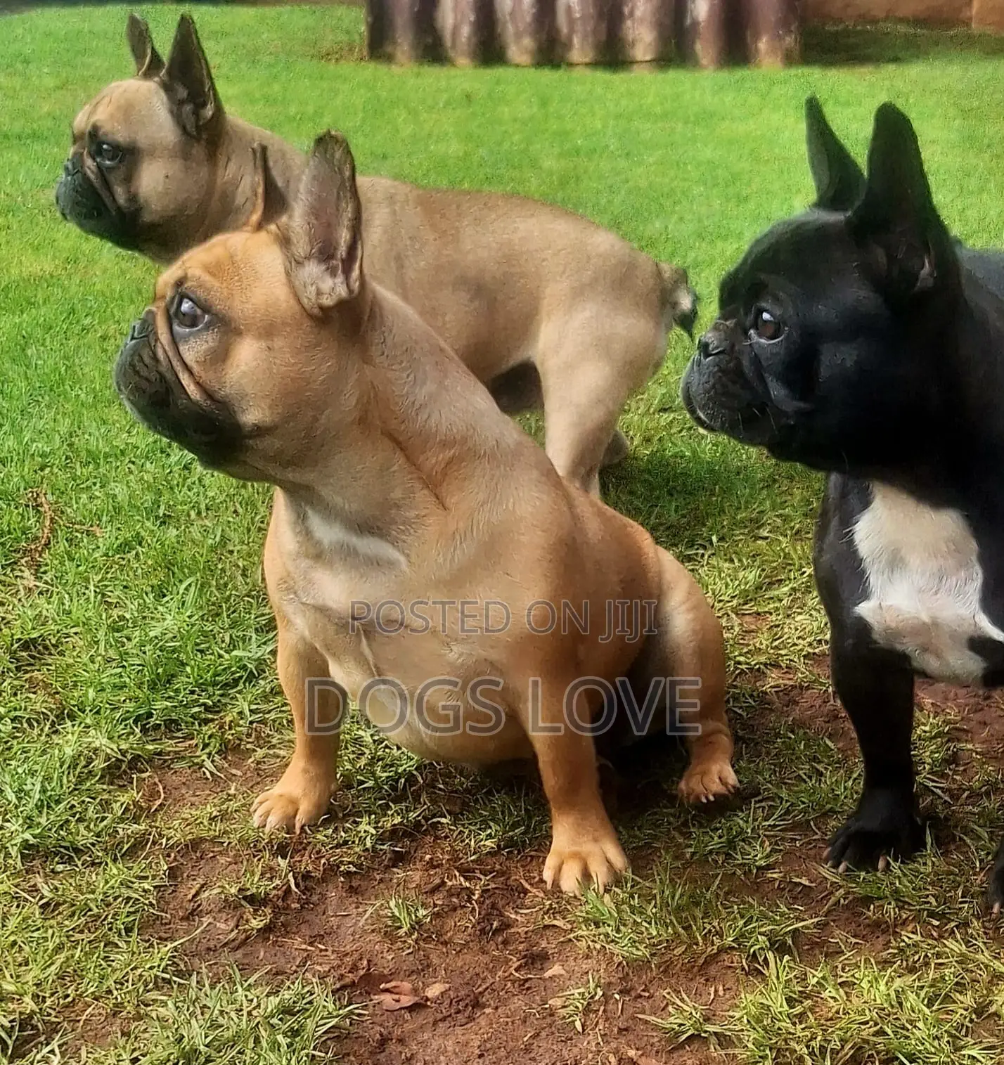 3-6 months Male Purebred French Bulldog