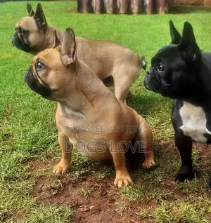 3-6 months Male Purebred French Bulldog