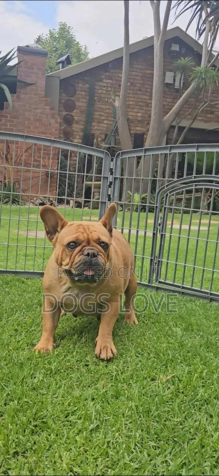 6-12 months Female Purebred French Bulldog