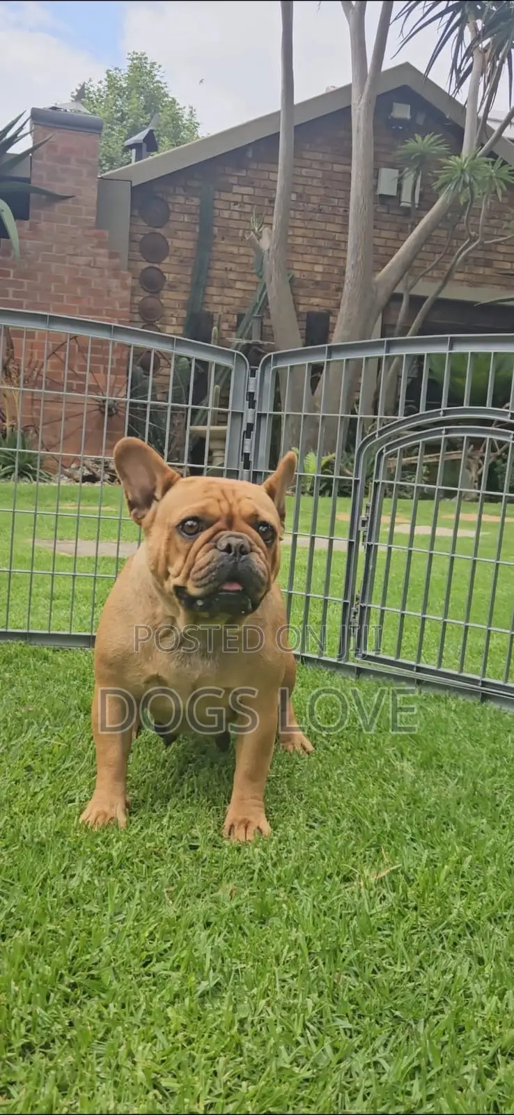 6-12 months Female Purebred French Bulldog