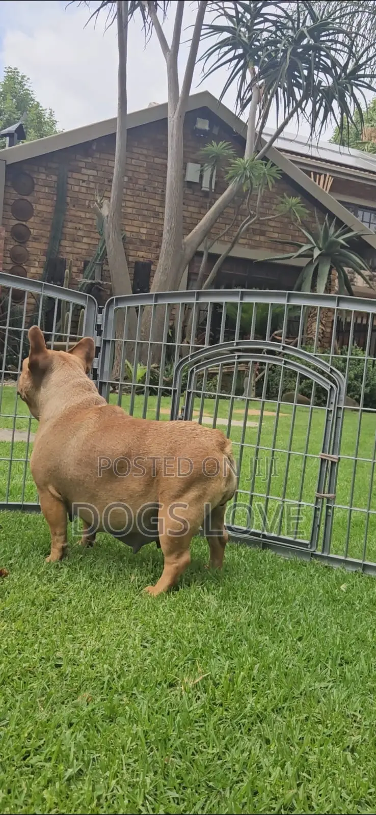 6-12 months Female Purebred French Bulldog