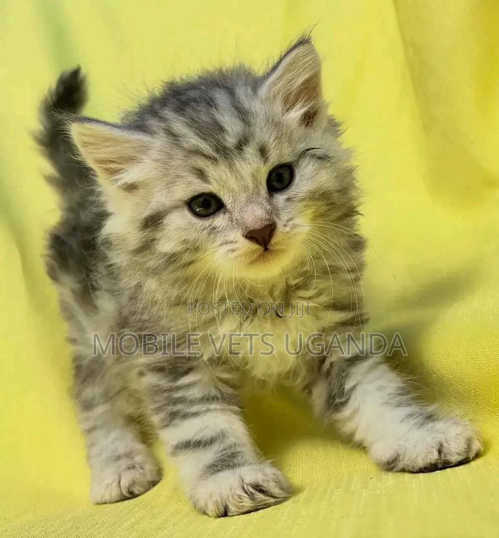 1-3 months Female Purebred Tabby