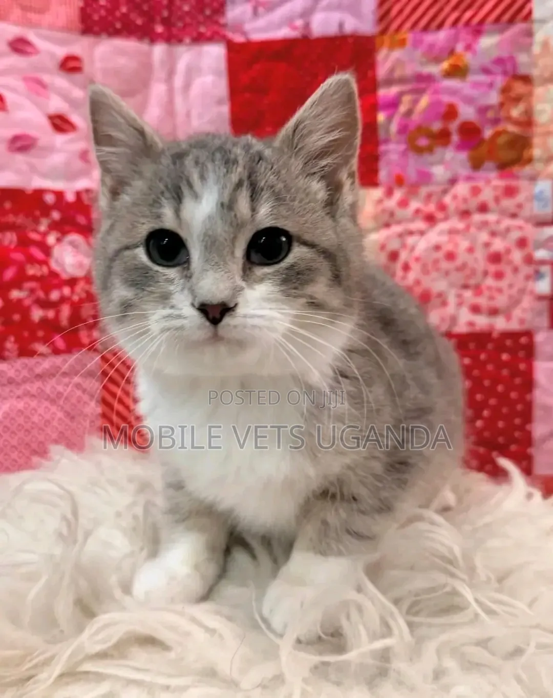 1-3 months Male Purebred Tabby