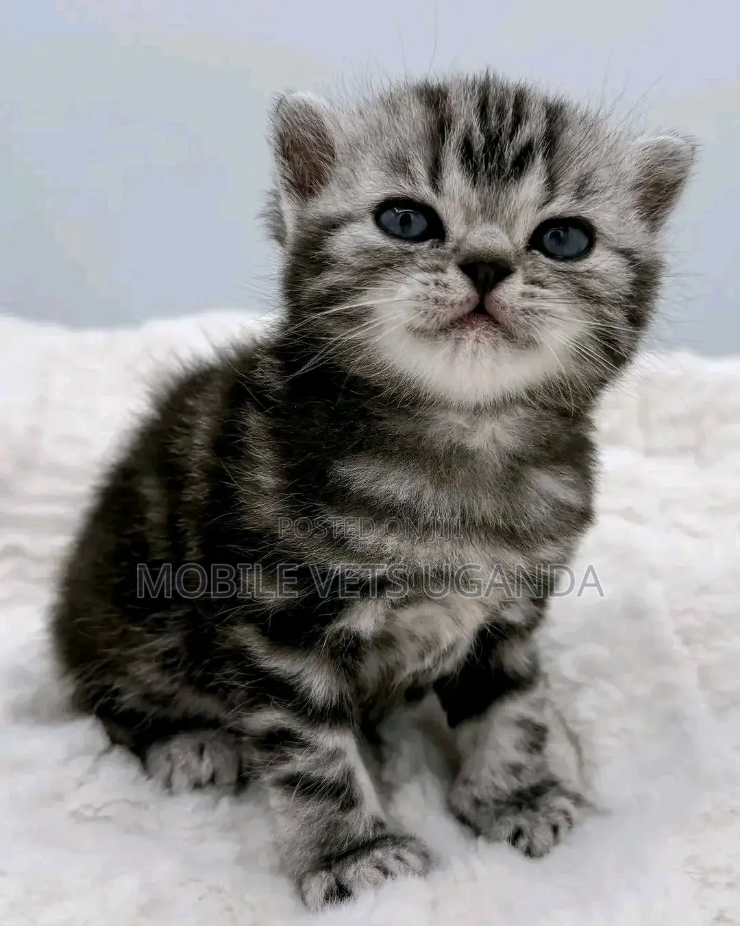 0-1 month Male Purebred Tabby