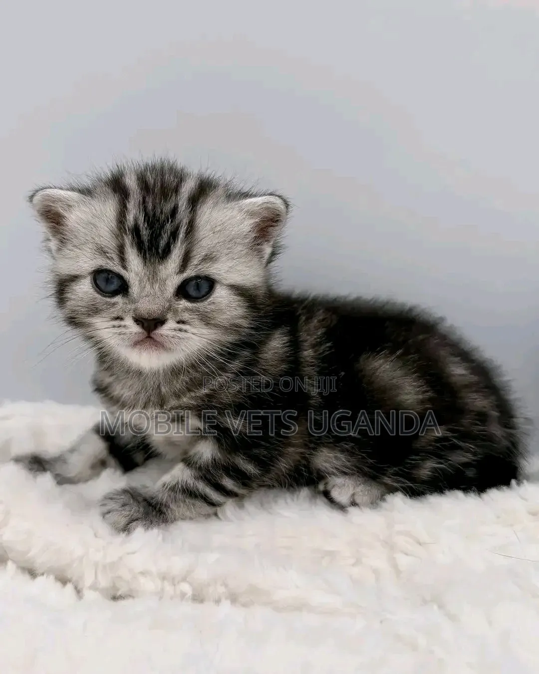 1-3 months Female Purebred American Bobtail