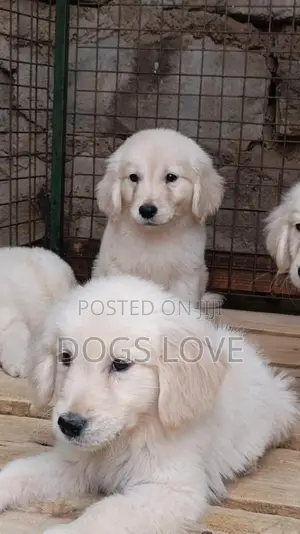 1-3 months Male Purebred Golden Retriever