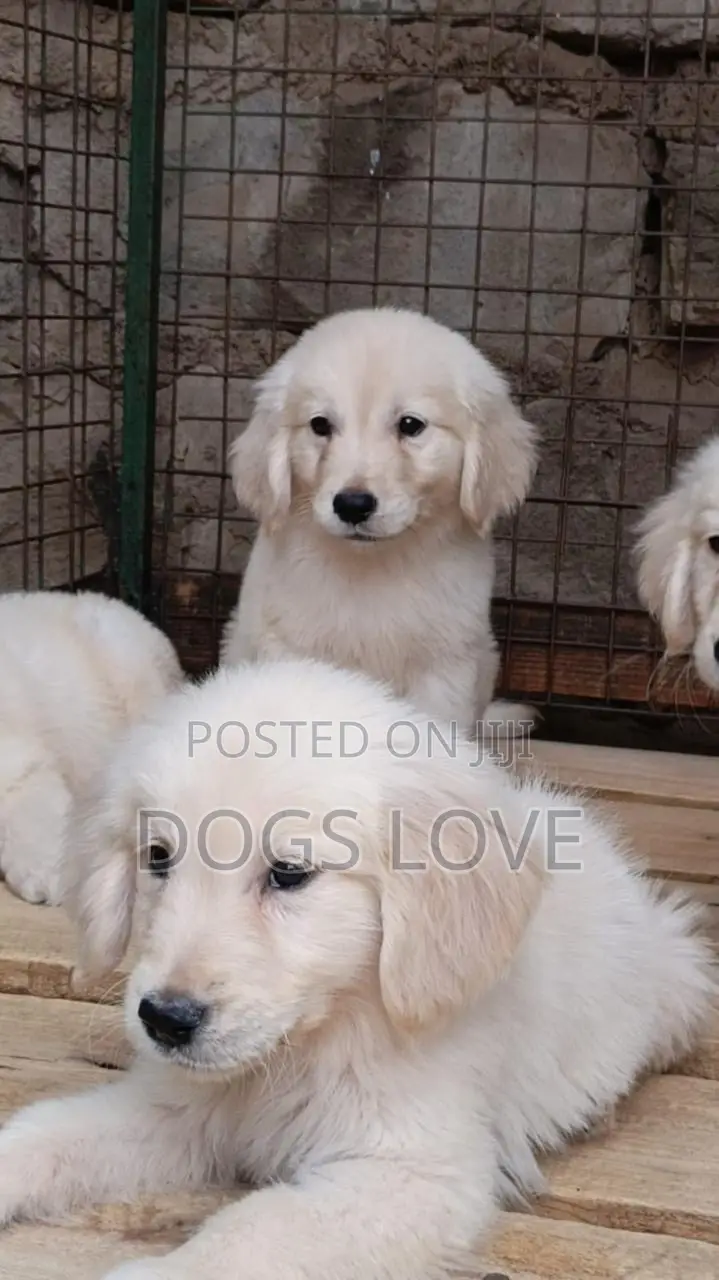 1-3 months Male Purebred Golden Retriever