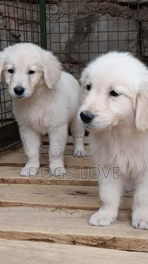 1-3 months Male Purebred Golden Retriever