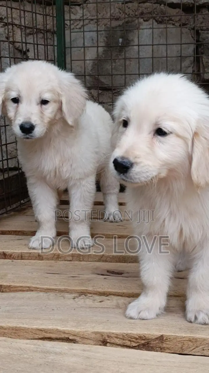 1-3 months Male Purebred Golden Retriever