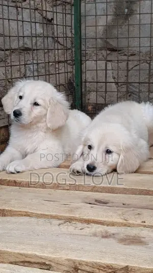 1-3 months Male Purebred Golden Retriever