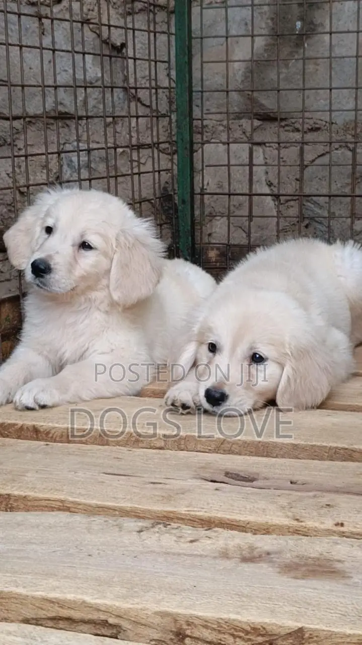 1-3 months Male Purebred Golden Retriever