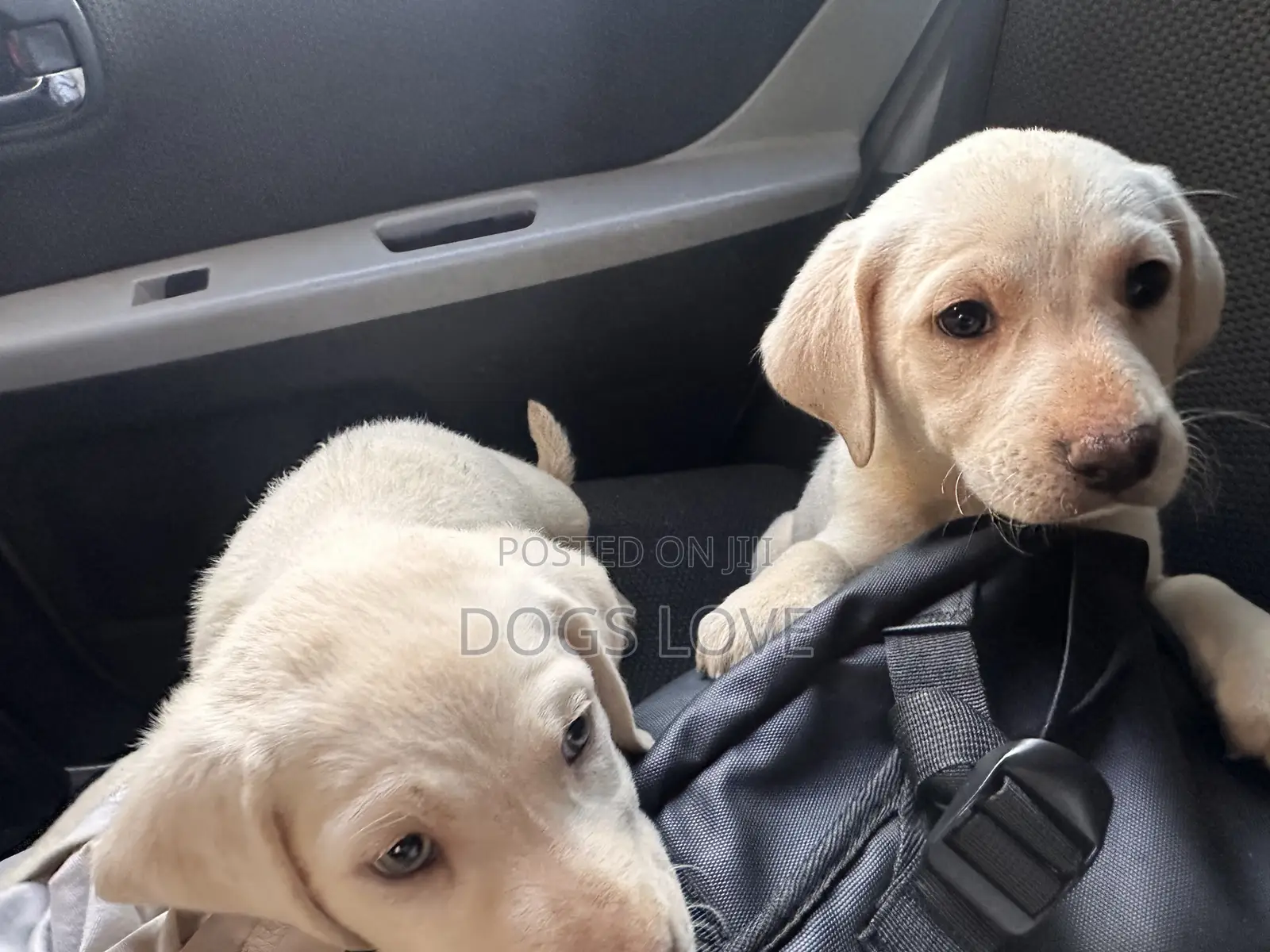 1-3 months Female Purebred Labrador Retriever