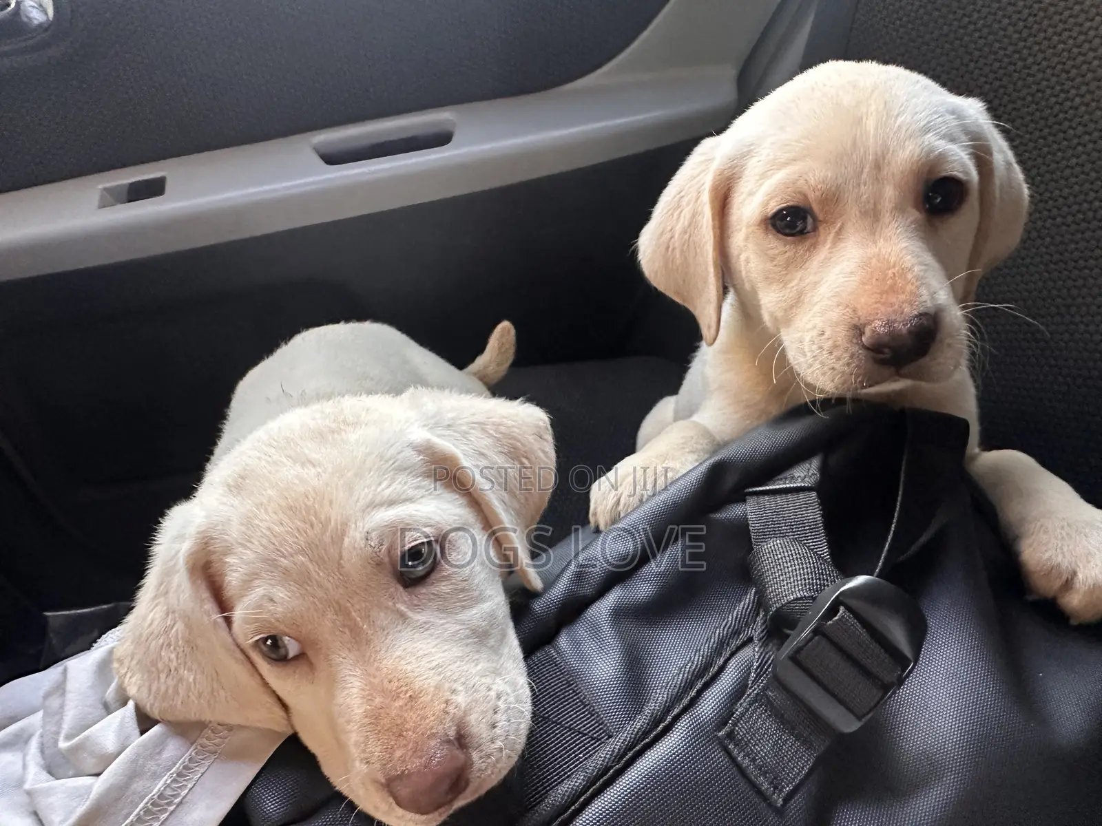 1-3 months Female Purebred Labrador Retriever