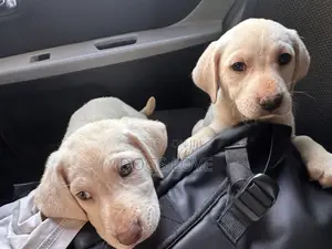 1-3 months Female Purebred Labrador Retriever