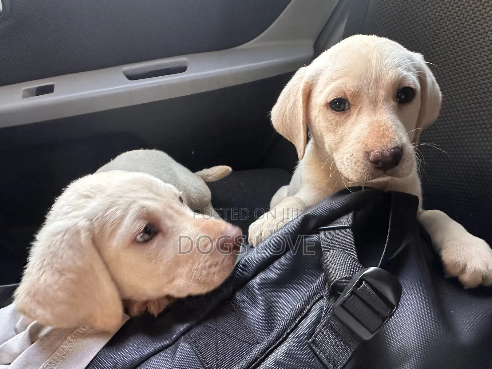 1-3 months Female Purebred Labrador Retriever