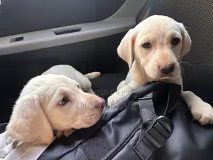 1-3 months Female Purebred Labrador Retriever