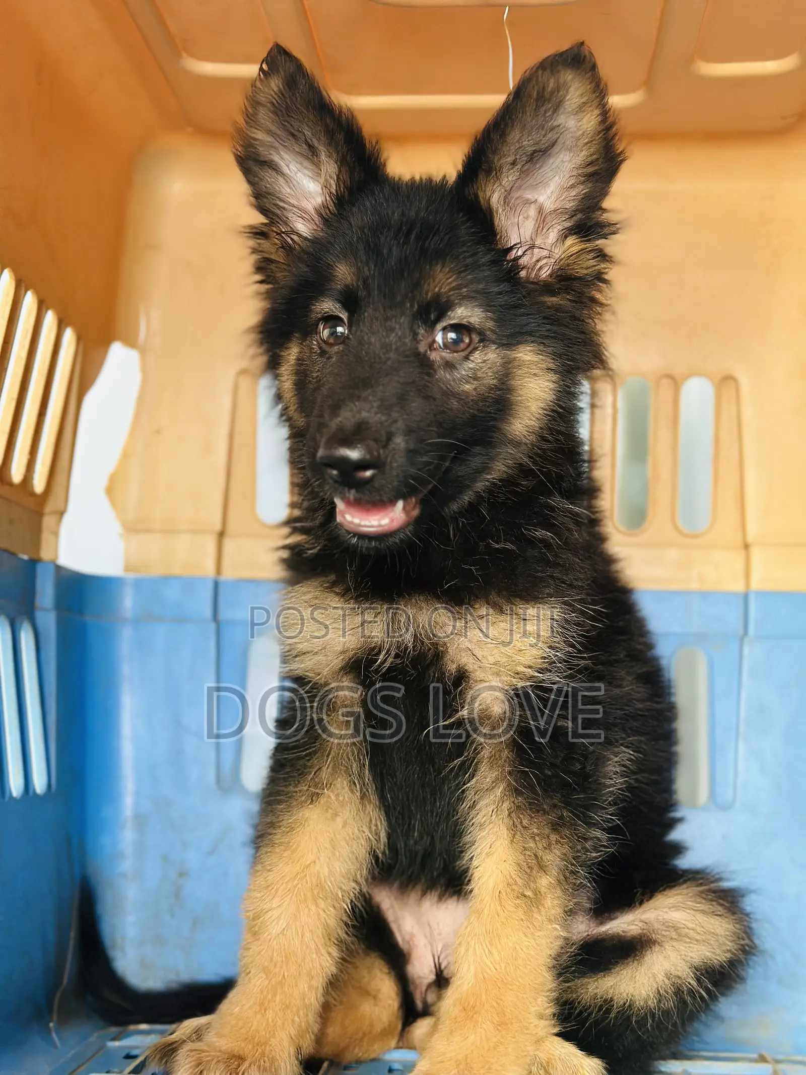 1-3 months Female Purebred German Shepherd