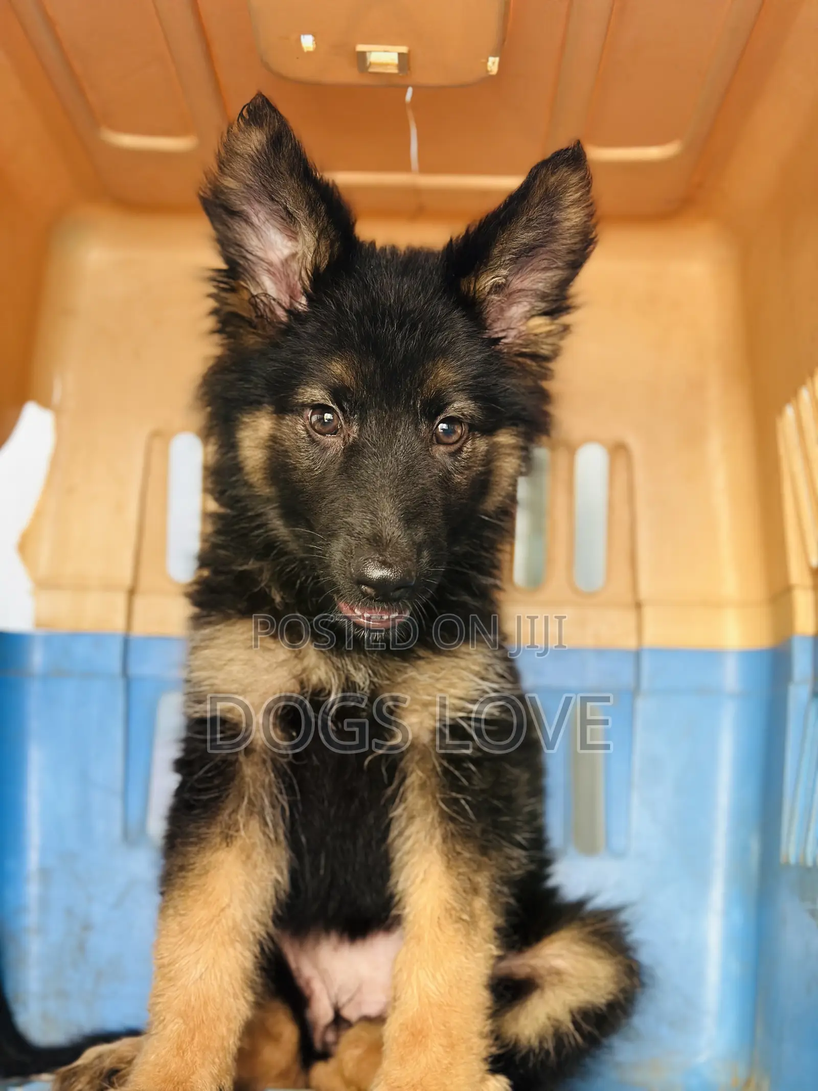 1-3 months Female Purebred German Shepherd