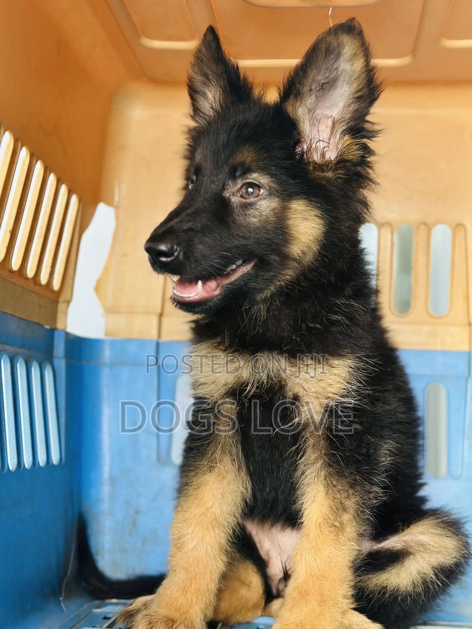 1-3 months Female Purebred German Shepherd