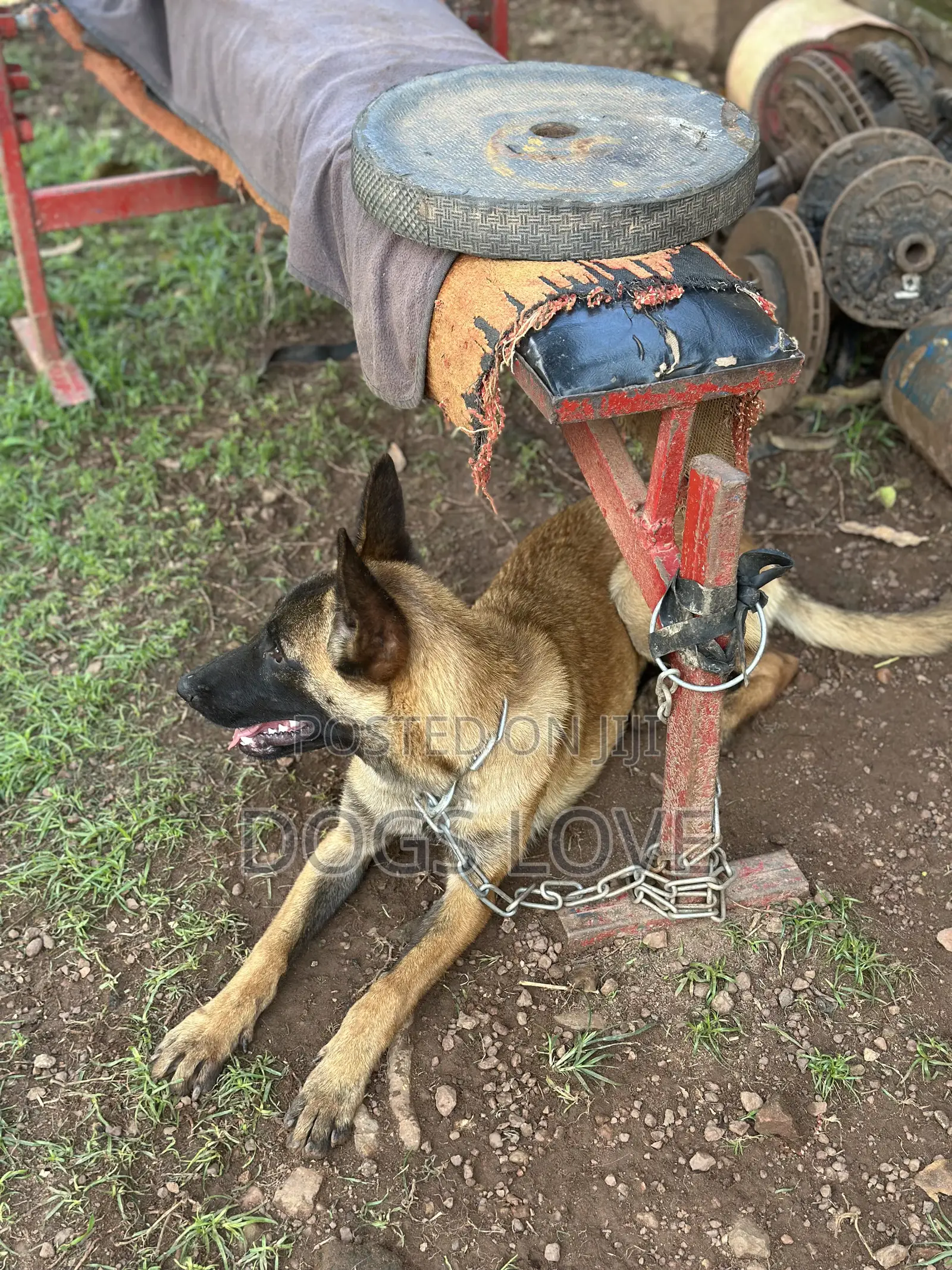 6-12 months Female Purebred Belgian Malinois