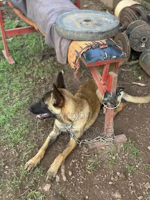6-12 months Female Purebred Belgian Malinois