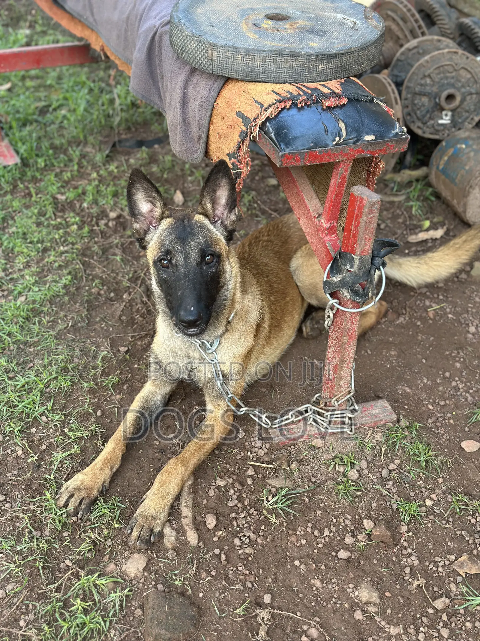 6-12 months Female Purebred Belgian Malinois