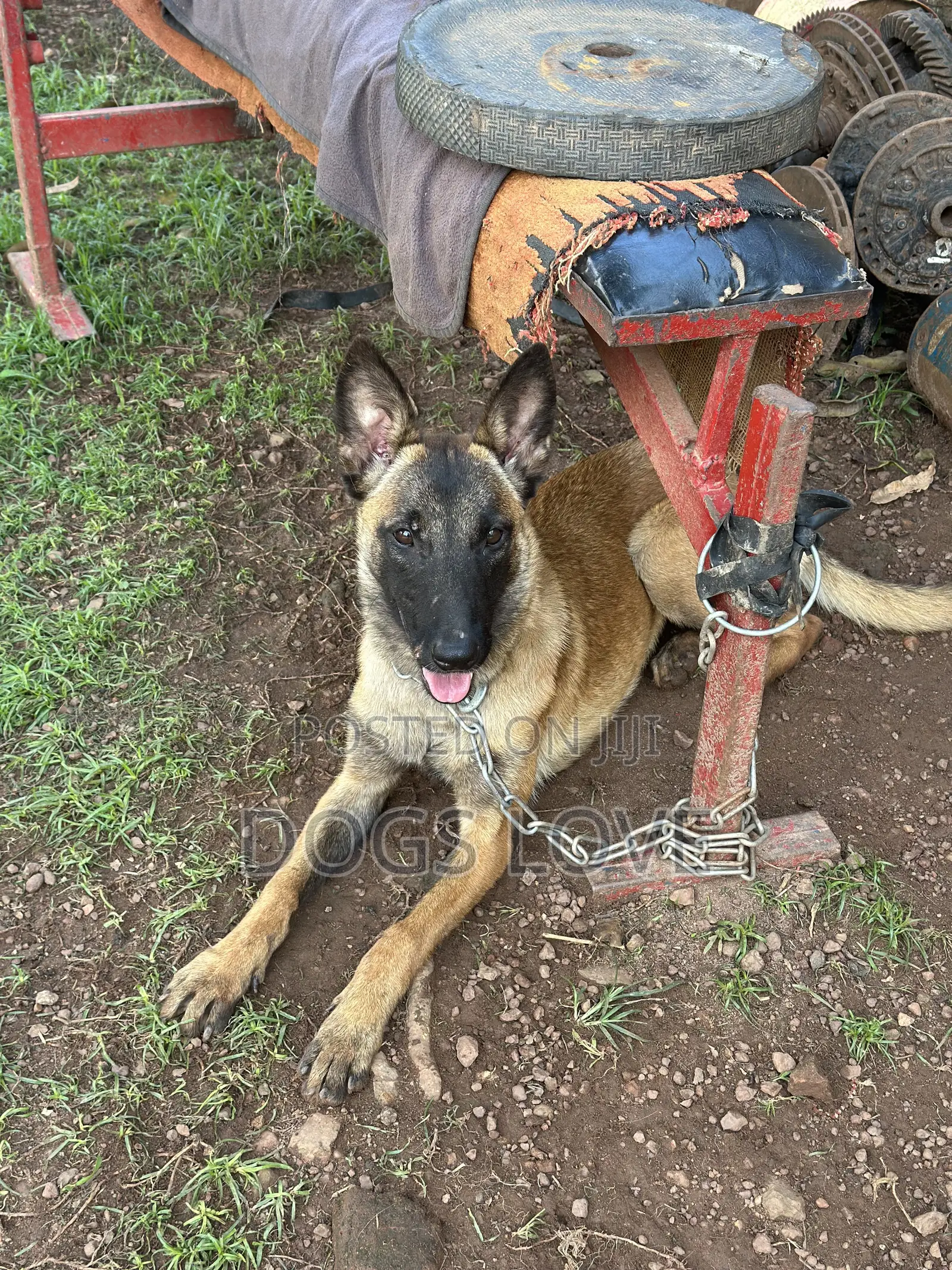 6-12 months Female Purebred Belgian Malinois