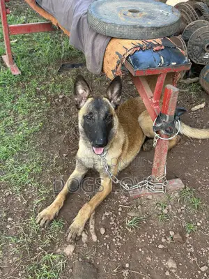 6-12 months Female Purebred Belgian Malinois