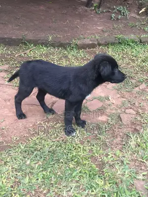 3-6 months Male Purebred Labrador Retriever