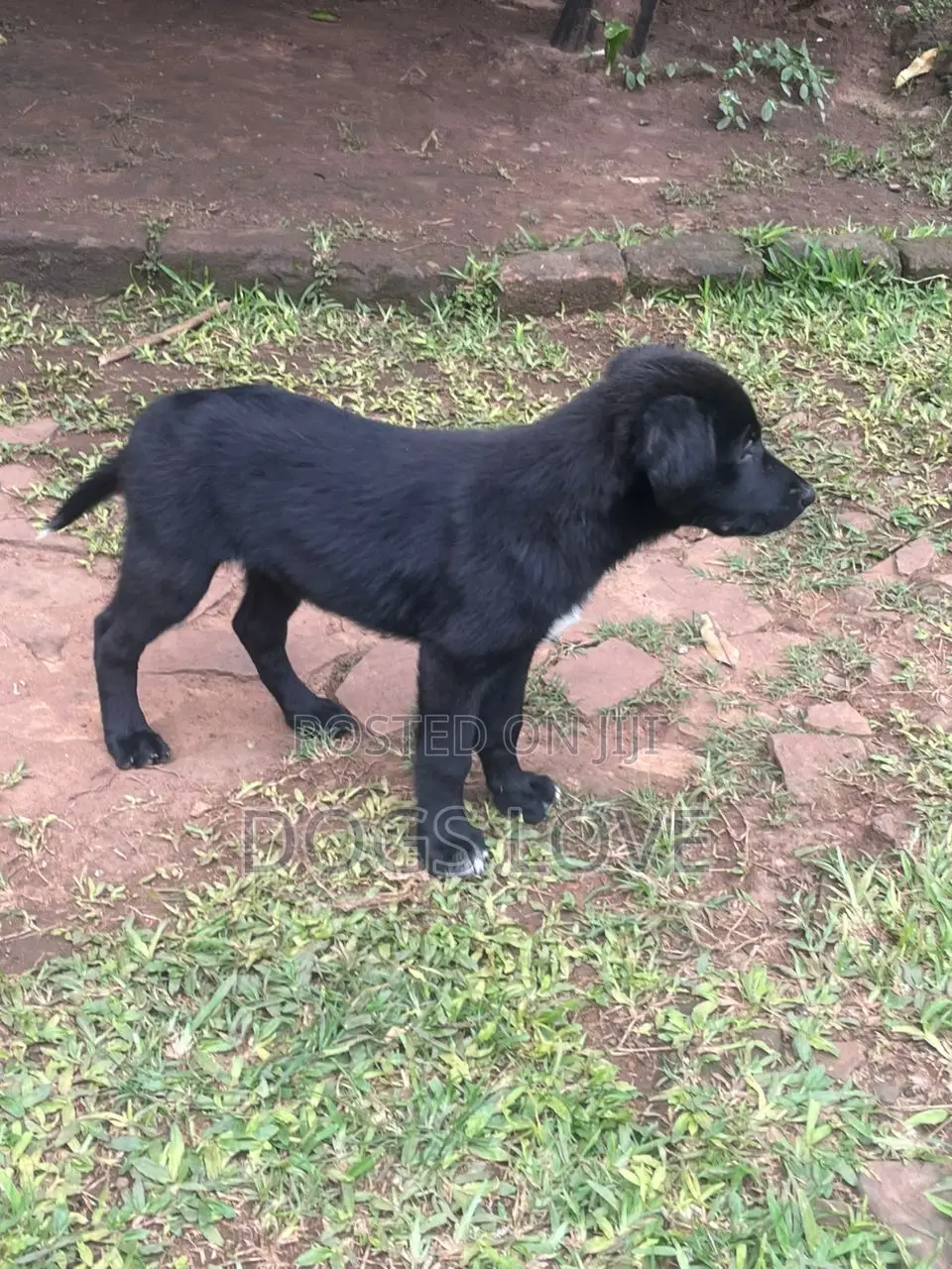 3-6 months Male Purebred Labrador Retriever