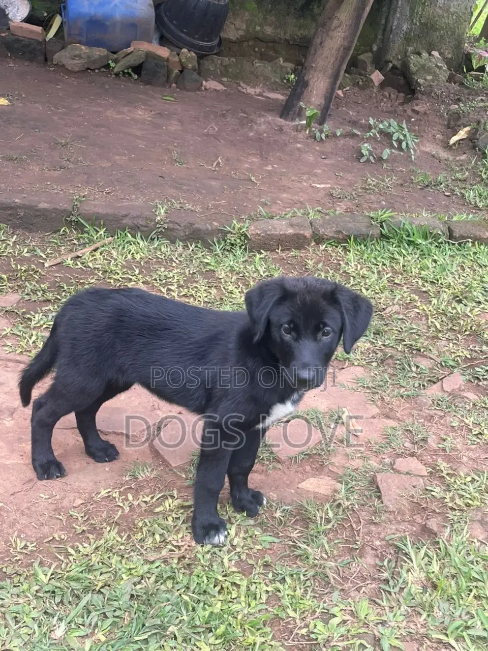 3-6 months Male Purebred Labrador Retriever