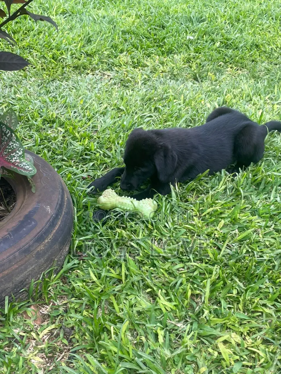 3-6 months Male Purebred Labrador Retriever