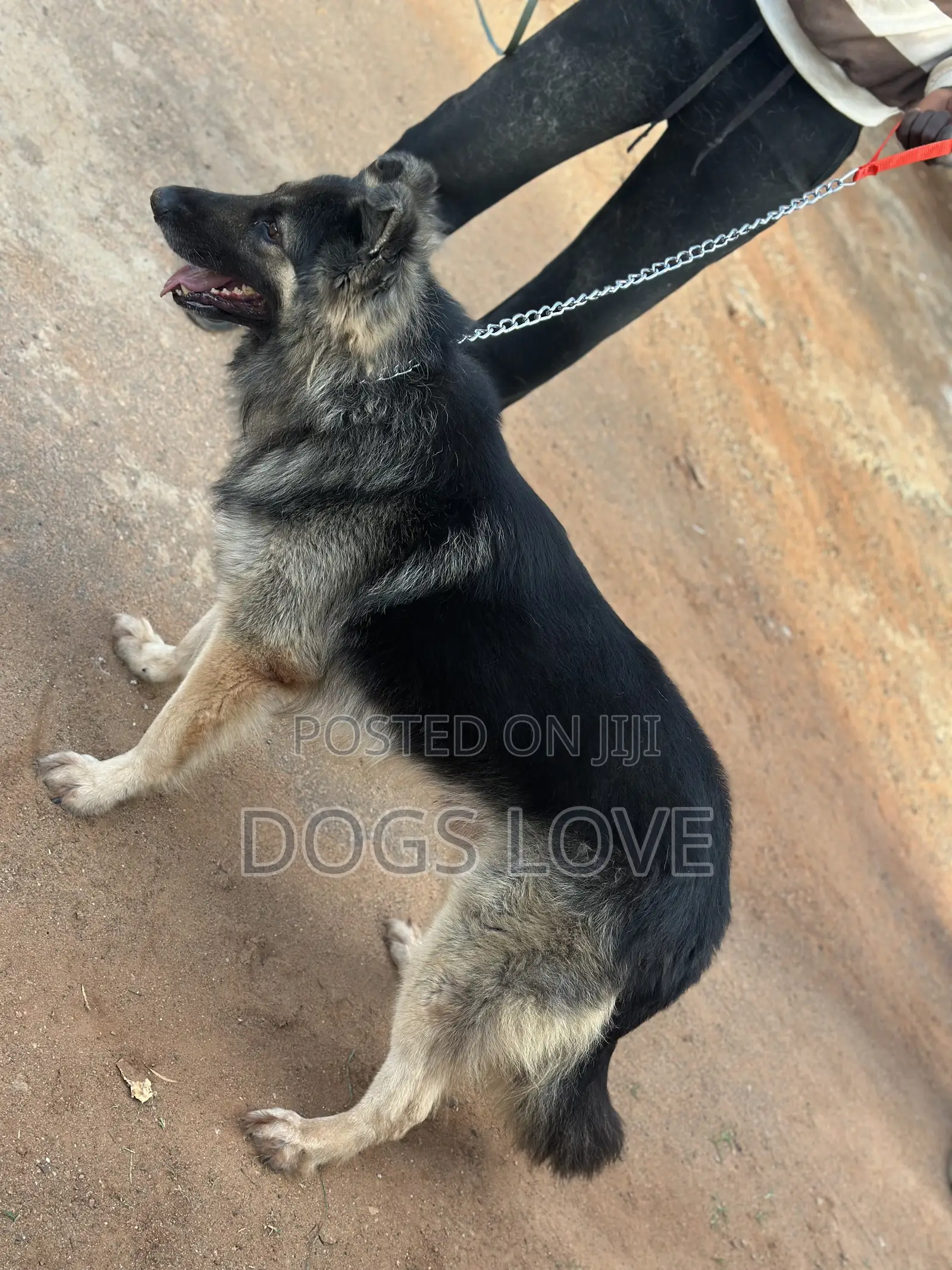 6-12 months Male Purebred German Shepherd