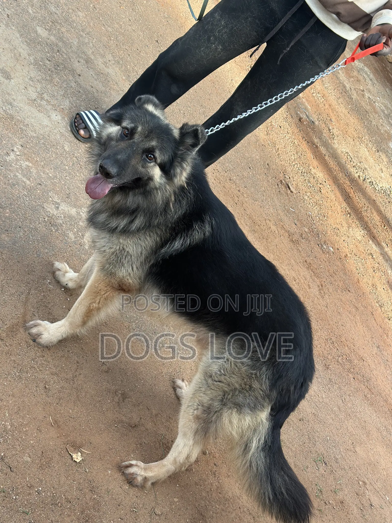 6-12 months Male Purebred German Shepherd