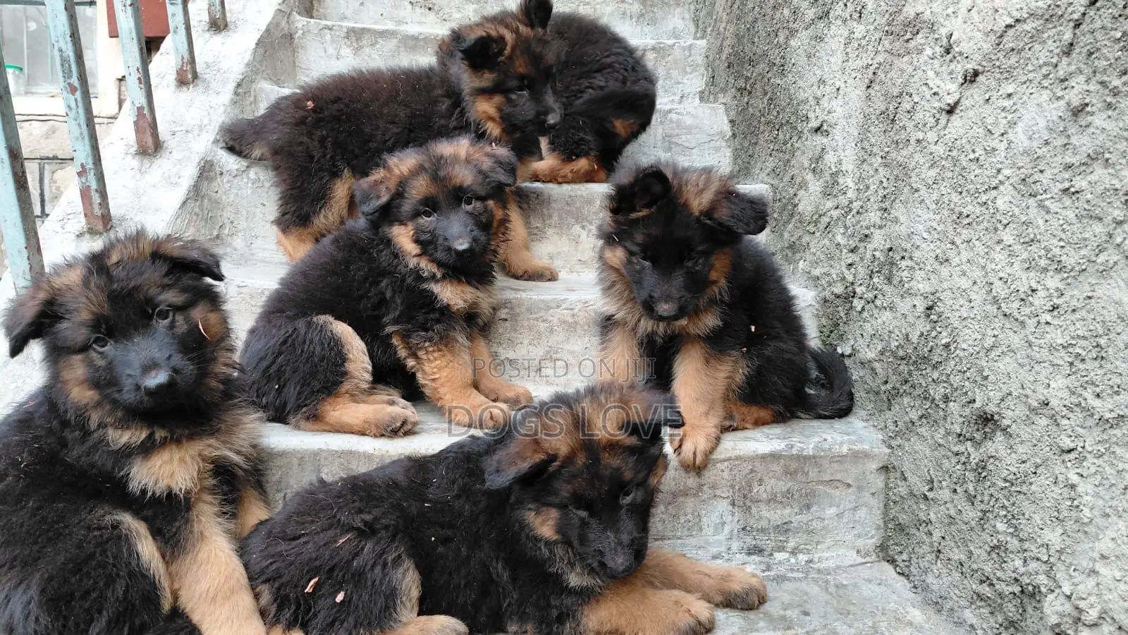1-3 months Male Purebred German Shepherd