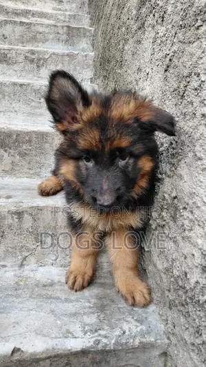 1-3 months Male Purebred German Shepherd