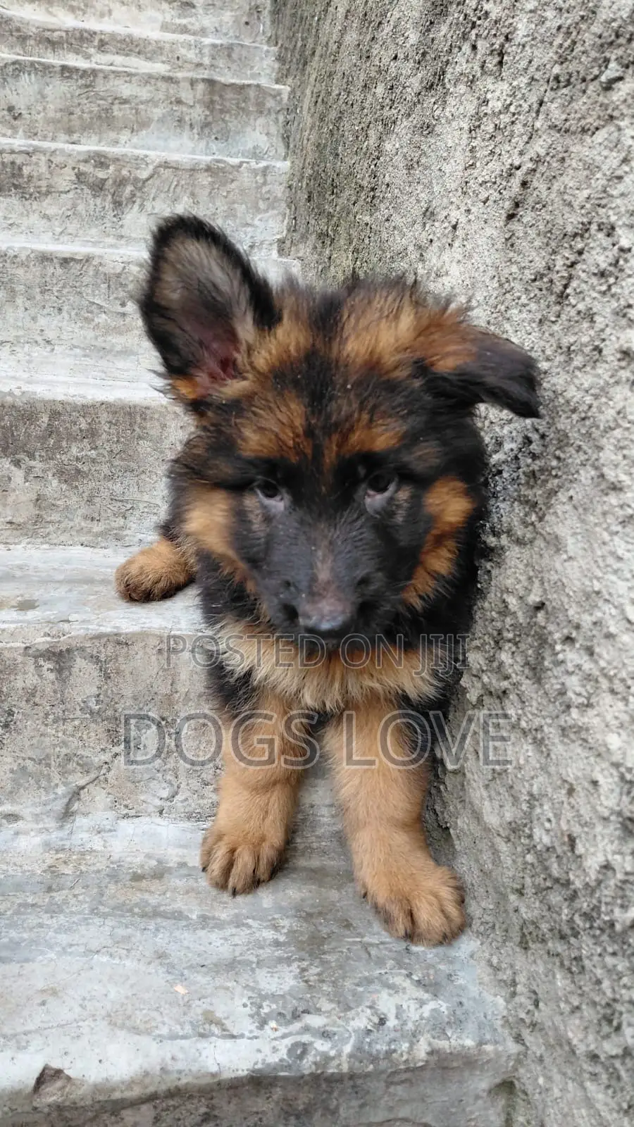 1-3 months Male Purebred German Shepherd