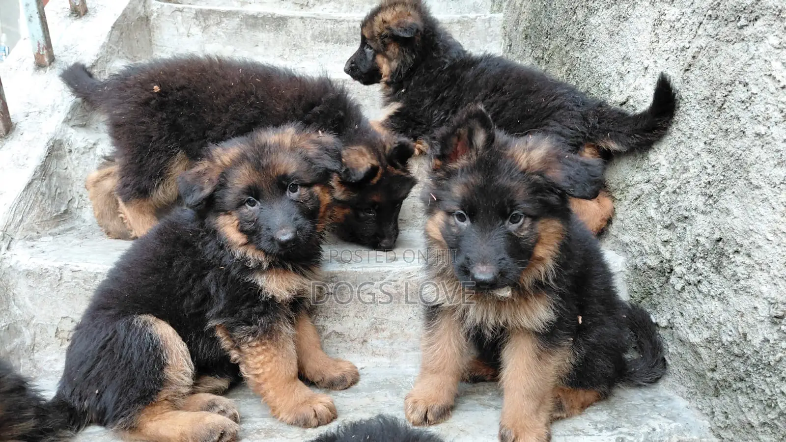 1-3 months Male Purebred German Shepherd