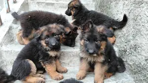 1-3 months Male Purebred German Shepherd