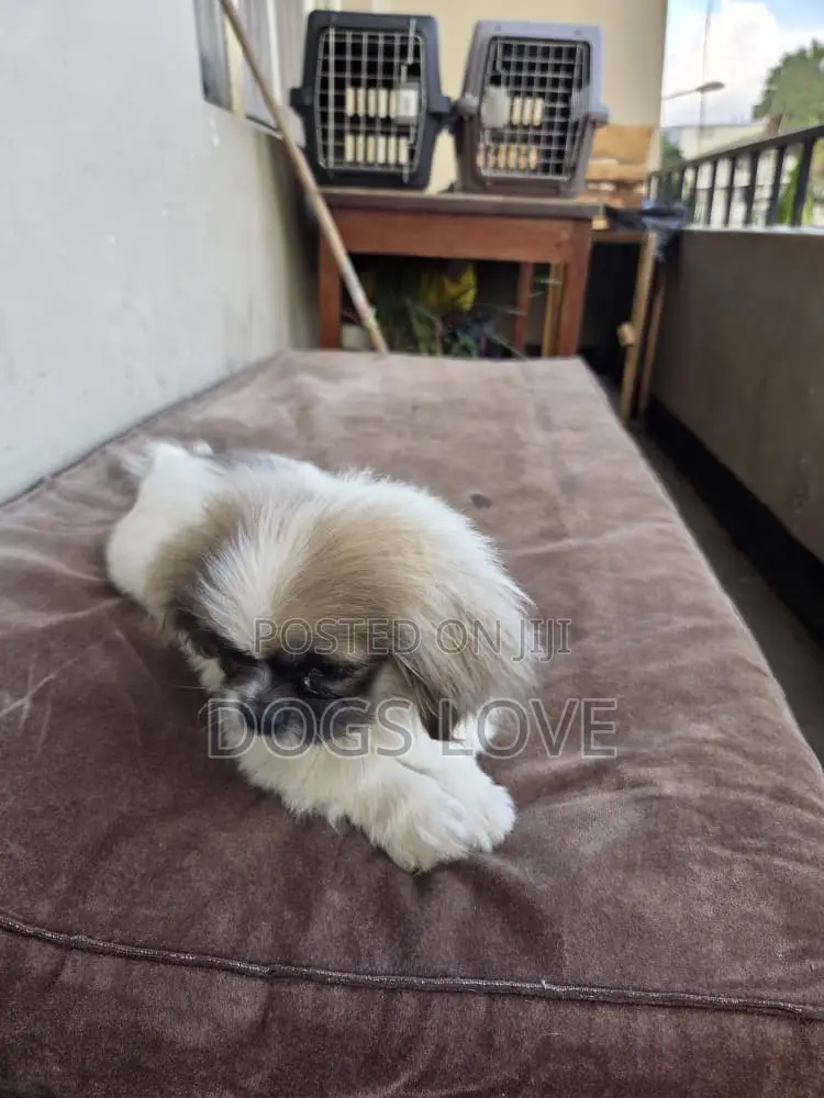 1-3 months Male Purebred Pekingese