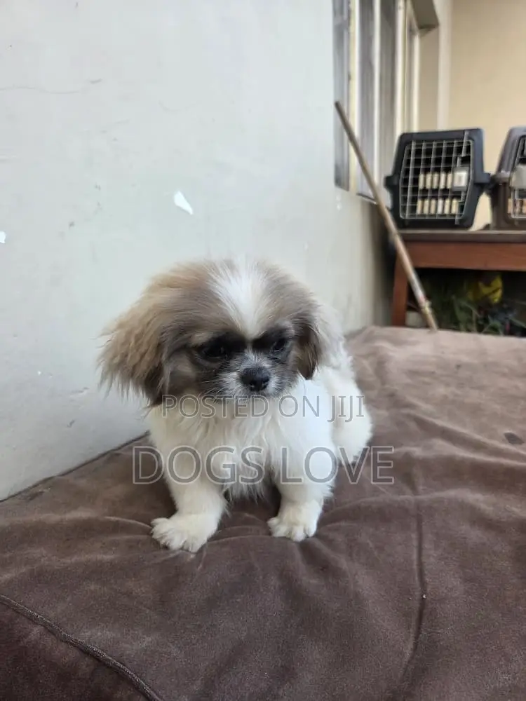 1-3 months Male Purebred Pekingese