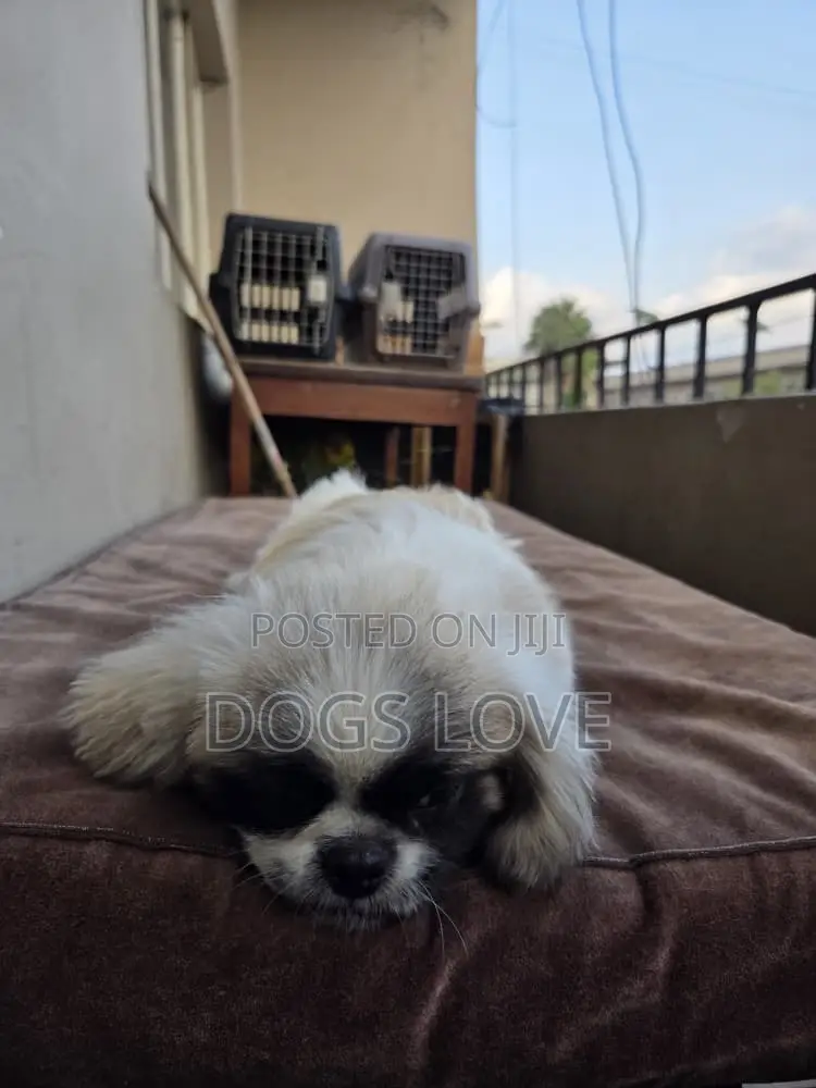 1-3 months Male Purebred Pekingese